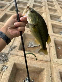 ラージマウスバスの釣果