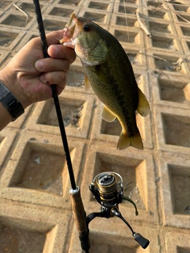 ラージマウスバスの釣果