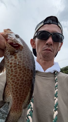 オオモンハタの釣果