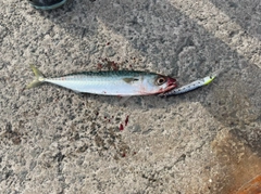 サバの釣果