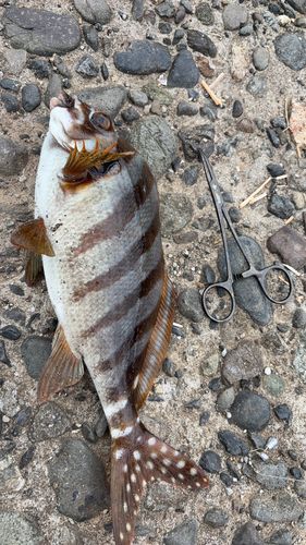 タカノハダイの釣果