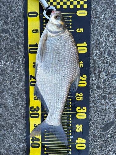ダントウボウの釣果