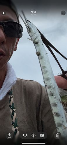 ダツの釣果