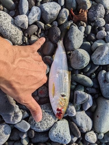 コノシロの釣果
