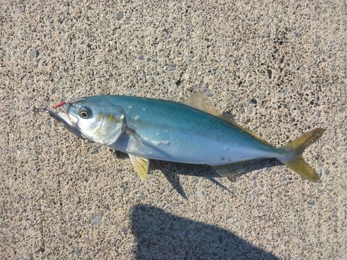 ワカシの釣果