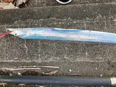 タチウオの釣果