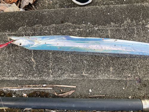 タチウオの釣果