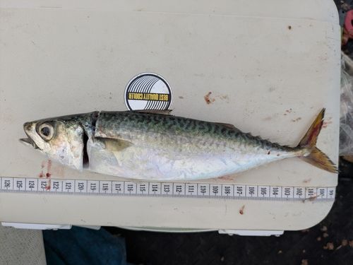 サバの釣果