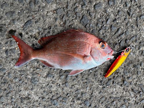 チャリコの釣果