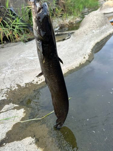 ナマズの釣果