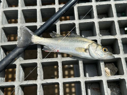 セイゴ（ヒラスズキ）の釣果