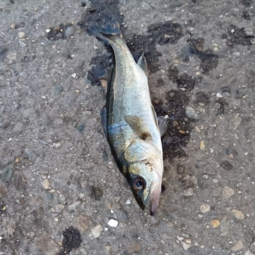 セイゴ（マルスズキ）の釣果
