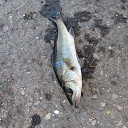 セイゴ（マルスズキ）