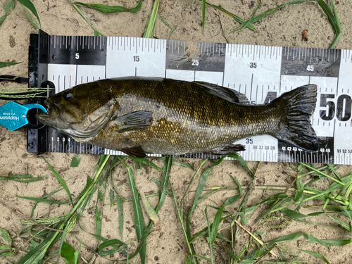 スモールマウスバスの釣果