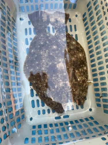 ヒラメの釣果