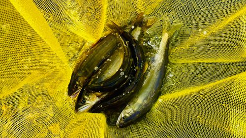 アユの釣果
