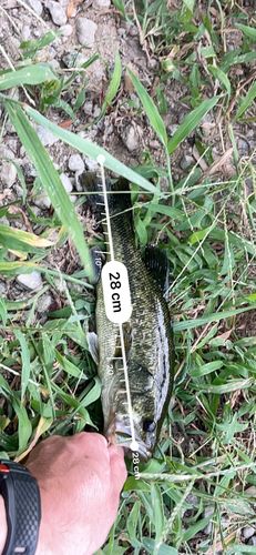 ブラックバスの釣果