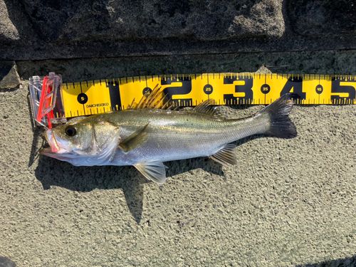 シーバスの釣果