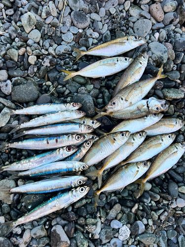 アジの釣果
