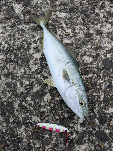 ツバイソの釣果