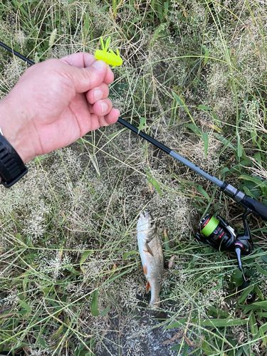 ウグイの釣果