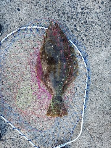 ヒラメの釣果