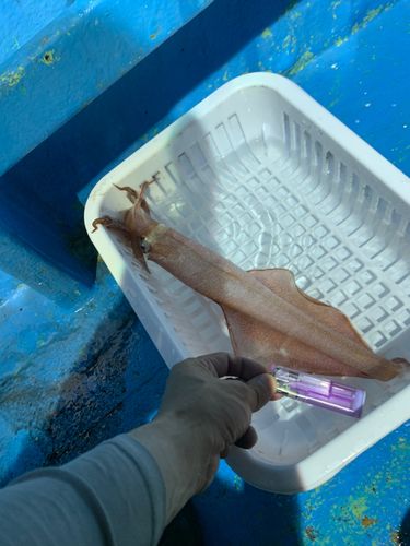 マイカの釣果