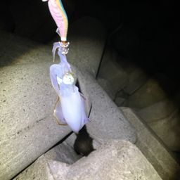 アオリイカ