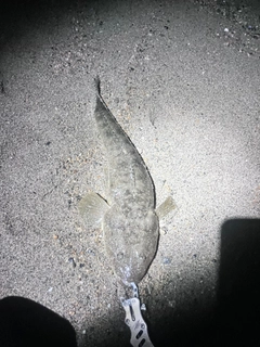 マゴチの釣果