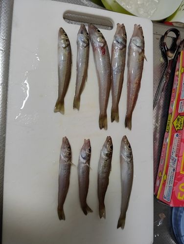 キスの釣果