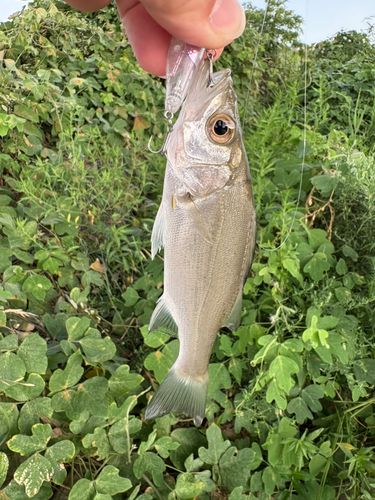 セイゴ（マルスズキ）の釣果