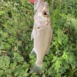 セイゴ（マルスズキ）