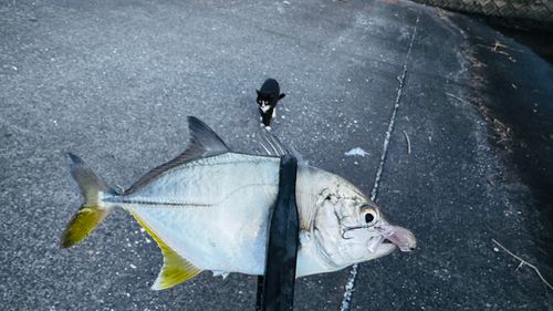 メッキの釣果