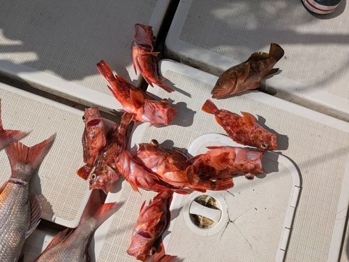 アラカブの釣果