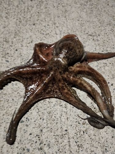タコの釣果