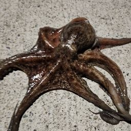 タコ