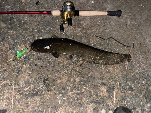 ナマズの釣果