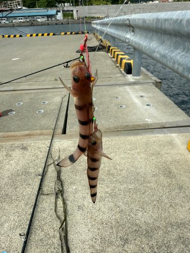 リュウグウハゼの釣果