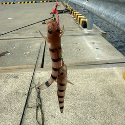 リュウグウハゼ