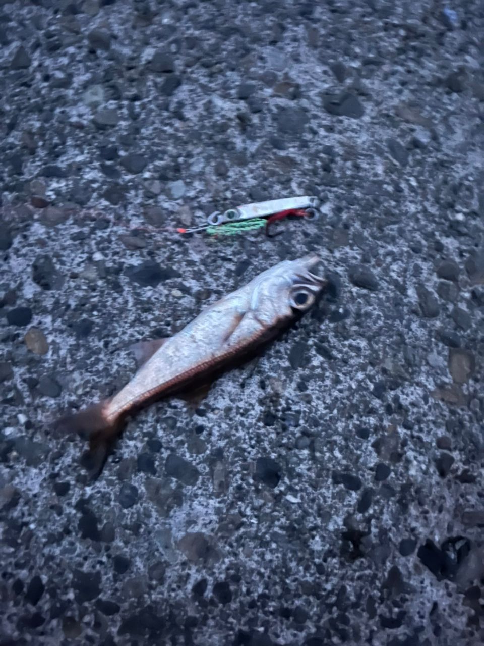 アカムツ
