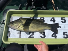 ブラックバスの釣果