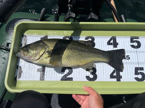 ブラックバスの釣果