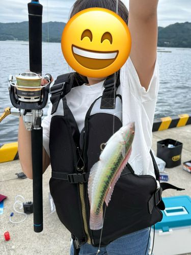 キュウセンの釣果