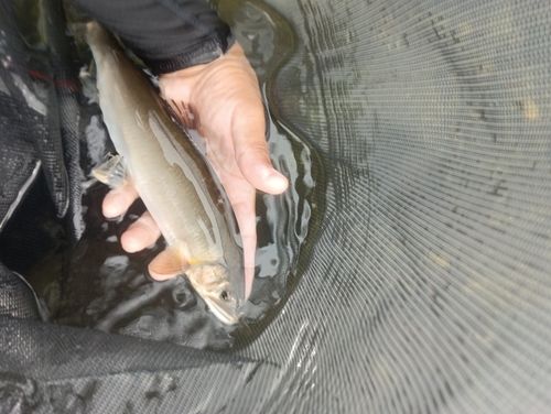 アユの釣果