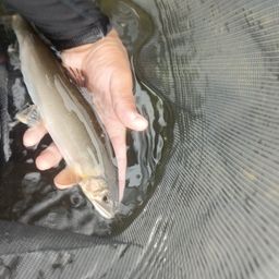 アユ