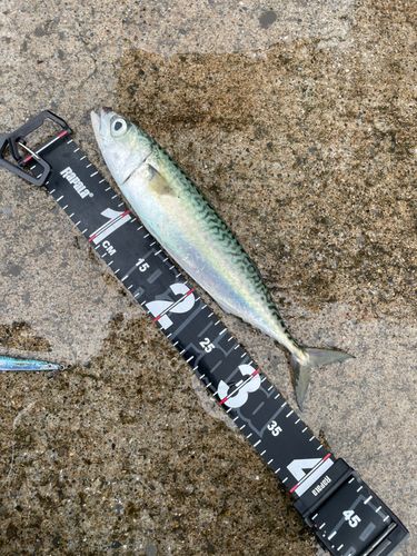 サバの釣果