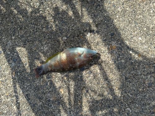 キュウセンの釣果