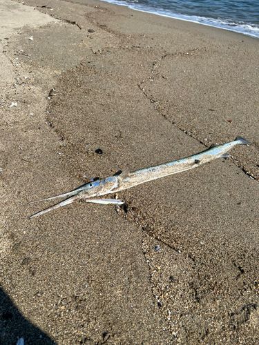 ダツの釣果