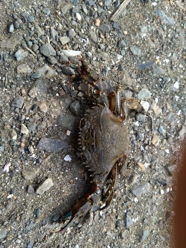 イシガニの釣果
