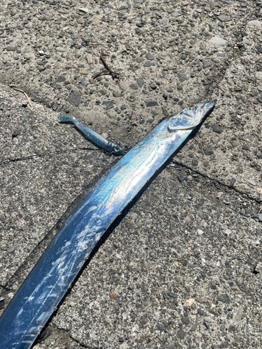 タチウオの釣果